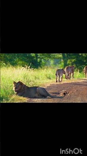 The Jungle King | Powerful Lion Rules the Wild