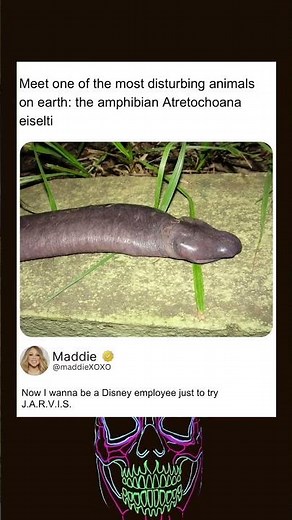 Meet one of the most disturbing animals on earth: the amphibian Atretochoana eiselti