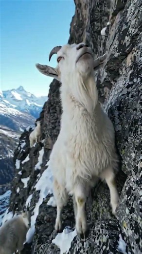 🏔️❄️ Masters of the Snowy Peaks | Mountain Goats in Action! #WinterWildlife #NatureLovers #Mountain