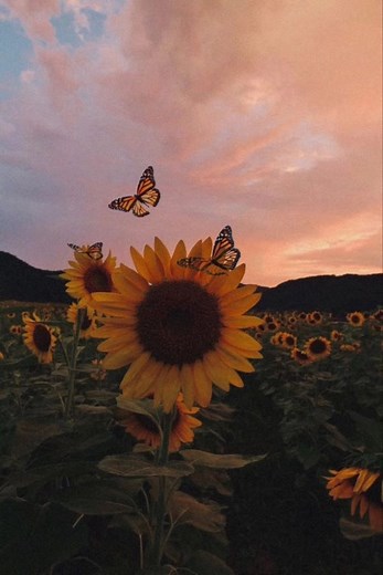 Videos de Lester.Musicas (@lester_musicas) con «sonido original - Lester.Musicas»