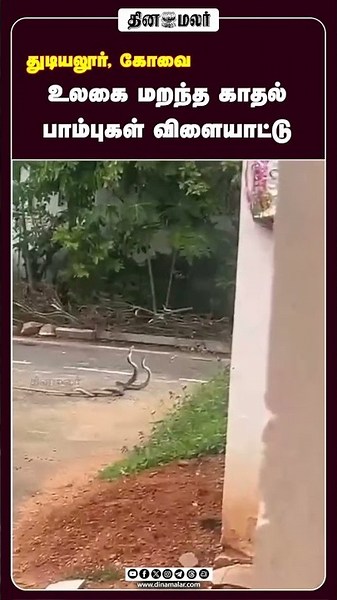 உலகை மறந்த காதல் பாம்புகள் விளையாட்டு