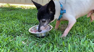 💙💙💙 DOODLE BUG 💙💙💙 I’d like to say how exceptional Doodle Bug’s manners are. That he’s the shy, retiring type. That he’s always the one quietly in the background holding back. That he always stops to smell the roses, before he delicately samples his dinner. Yep. 🥴🥴🥴 | "Paws for Thought" Rescue