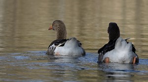 Geese, Swim, Water. Free Stock Video