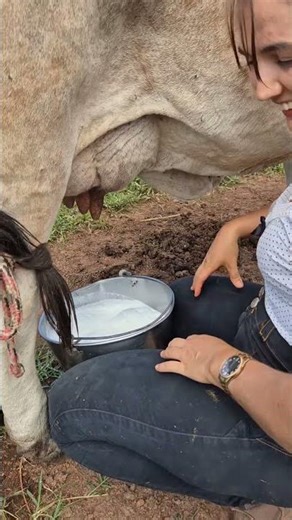 Hand Milking a Cow 🐄 | Traditional Farm Life & Fresh Milk Experience #villagelife #agro #rurallife