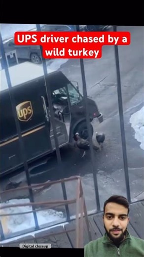 UPS driver chased by wild turkey. #viral #funny #youtube #video