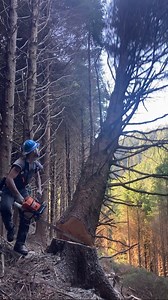 21K views · 559 reactions | ASMR: Timber Falling Edition 奈 | Timber Falling Couple | Facebook