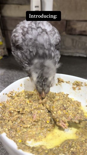 Rosemary is doing great! This is now part of our nightly routine so we know she’s getting good on her own. She’s the sweetest little cross beak you ever did see🥰🥰#fyp #chick #crossbeak