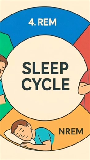 normal sleep cycle