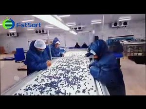 Customer is using our machine to process blueberries