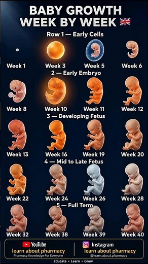 Baby Growth Week by Week – Complete Fetal Development Guide!