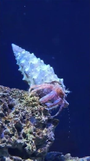 Fascinating Hermit Crab Moving on the Reef! 🦀🐚