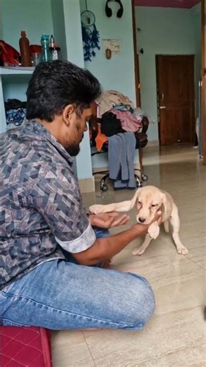 cut dog dancing #labrador #dog #puppy #shorts #shortsfeed #viral #trending #youtubeshorts