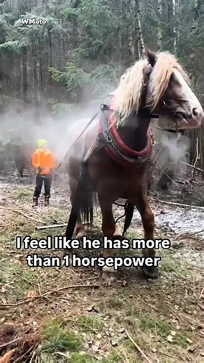 Why it's called horsepower - Supercar WAR! 🏁💥 Who’s the FASTEST? #Supercars