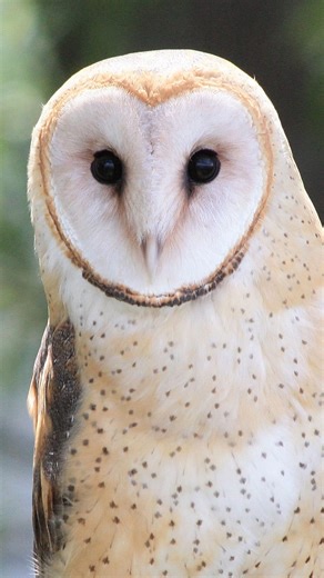 Today, Barn Owl Millie helps us explain why owl faces look so different from other birds! Millie is a nonreleasable owl housed at the CT Audubon Fairfield Nature Center. This center is NOT a wildlife rehabilitation facility. If you encounter an injured animal, you can find a licensed rehabilitator using this website: https://portal.ct.gov/deep/wildlife/rehabilitator/dealing-with-distressed-wildlife Want to ask us a question? Submit one online here for a chance to be featured in the next video! h