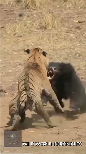 Siberian Tiger vs Grizzly Bear | Brutal Wild Battle #shorts
