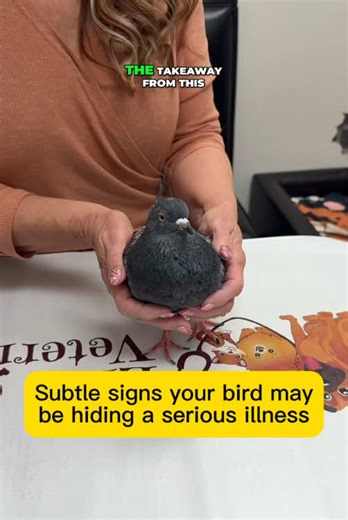 A falling or unsteady bird isn’t just clumsy - what could be causing it? #bird #birdhealth #avianmedicine #drpattexoticvet #littlecrittersvet