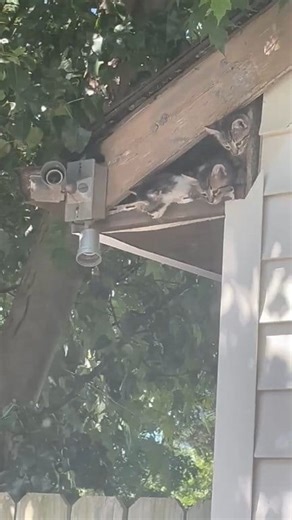 7K views · 2.2K reactions | Amazing rescue by the Billy the Kidden Rescue team ❤️ 4 kittens were in an attic and the rescue I work with spent 3 hours getting the kittens. They are safe in a foster home. Thanks to Joyce Rutti Kathleen Walsh Tina Boucher me and Joe Please foster, TNR, donate, volunteer. It's rewarding and so needed!!! #catrescue #kittenrescue #katiecats | Katie Cats Sims | Facebook