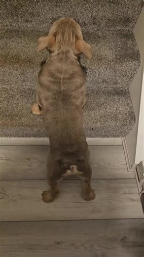 English Bulldog on This Day: A Cute Moment from Oct 8, 2024