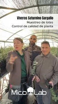 Quality control in mycorrhizal plants: this is how we carry out sampling