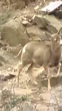 Cougar Cub Learns to Hunt