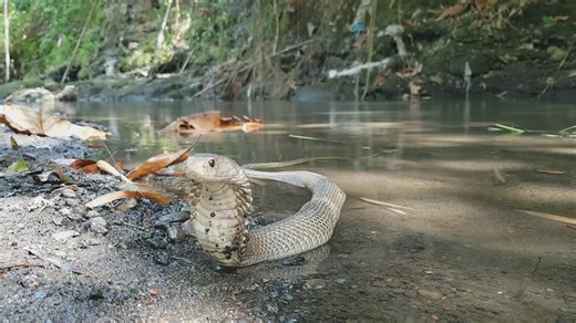 Witnessing aggressive spitting cobra venom spray caught on camera