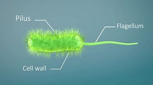 Bacteria Bacillus 3d Render Animation Loop Stock Footage Video (100% Royalty-free) 1108772019 | Shutterstock