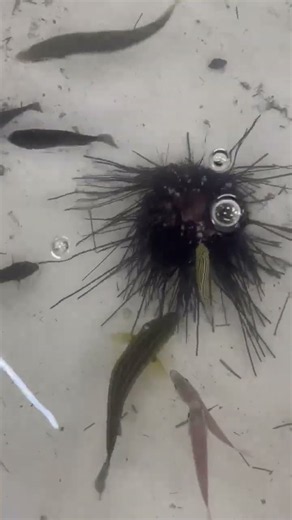 コッパグレ、アイゴ（バリコ）、イサギ、マダイ、カゴカキダイ、ニザダイ、フグまでウニを食べています。これではエサ取りに強いウニもひとたまりもありません。【夏の石鯛釣り参考情報映像】