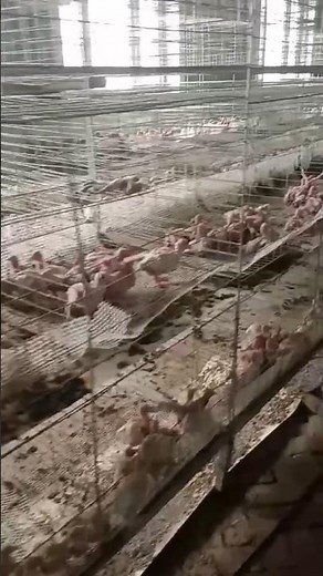 Squabs in a Cozy Hatchery waiting for Farmer Hand-Feeding! 💥