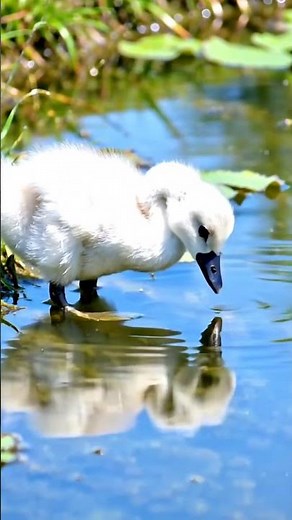 🦢💧 Cygnet’s First Water Touch — Gentle Morning Moment