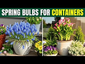 20 Most Popular Spring Bulbs for Containers 🌷 | Plant These NOW for Big Color!