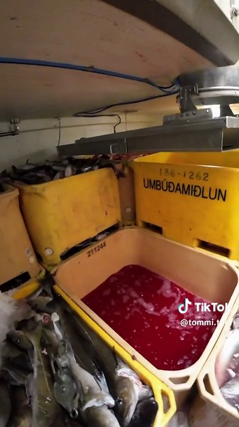 Offloading 12 Tons of Cargo: A Fishing Perspective