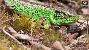 3.8K views · 92 reactions | We are so lucky in Dorset, our heaths are the perfect home for reptiles! In fact all six native species live in Dorset. Don't be afraid - snakes, lizards and reptiles are actually very shy and retiring! Have you ever seen one? ~ Cat | Dorset Wildlife Trust | Facebook