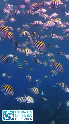 Happy 4th of July! While your spending your day at the beach, ocean, with your family, we urge you to be conscious about conserving our oceans! #Oceanconservation #Ocean #Conservation #SaveOurSeas #MarineLife #OceanLove #ProtectWhatYouLove #ShareKnowledge #SpeakUp #Environment #GetInformed #LoveMotherNature #celebrationofthesea