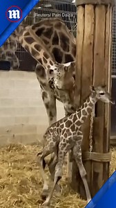 70K views · 10K reactions | Welcome to the world little guy! 漣 | Daily Mail Video | Facebook
