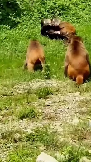 79K views · 194 reactions | Python grabs a monkey.. #fypviralシ #forest #everyone #followers #wildlife #funny #goviral #follower | King Sky page | Facebook