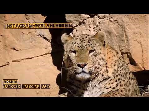 world biggest leopard in the wild : ALPHA male persian leopard