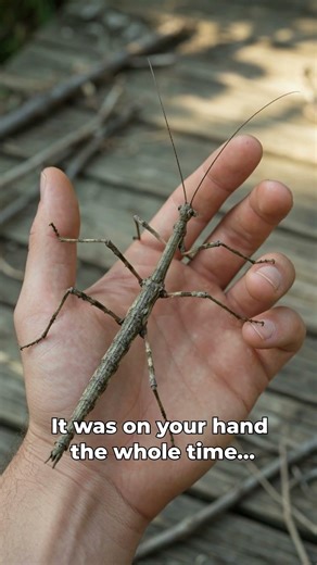 This isn’t a stick… look closer 😳