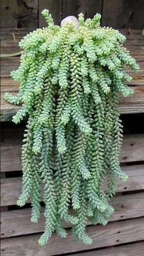 winter hanging baskets plants #hardyplant.please subscribe my channel