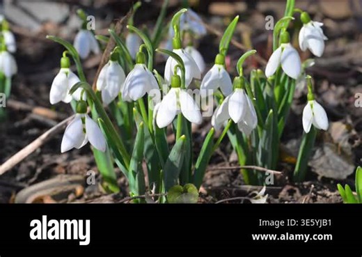 A video of the beautiful first snowdrop flowers in spring Stock Video Footage - Alamy