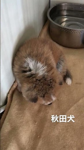 赤ちゃんなのに、もっふもふ。生後１ヶ月の秋田犬の赤ちゃん #Shorts