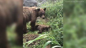 Yosemite National Park ranger shares emotional story of mother bear calling for cub killed by driver