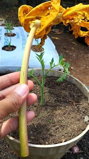 melindungi tomat dari hama siput #berkebun #tanaman #garden