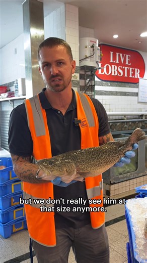 106K views · 354 reactions | Learn all about one of Australia's premium aquaculture species: Murray Cod! | Sydney Fish Market | Facebook