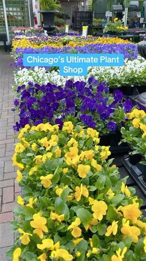 176 reactions · 6 comments | Get a literal breath of fresh air at this massive Chicago plant store that spans multiple blocks | bored_in_chicago | Facebook