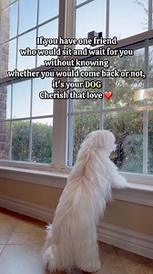 The kind of loyalty only a dog knows ❤️ #maltese #dog #doglover #maltesedog #doglife #doglifestyle #dogsofinstagram #lovedogs #dogquotes #dogs #doggo | Maltese Angels - A-Rod and Bailey