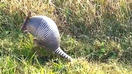 Adorable armadillo gets spooked by tourist's hilarious noises