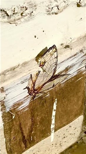 Butterfly #shorts #vibes #nature