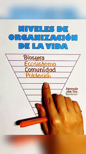 Niveles de Organización de la Vida: Desde la Biósfera Hasta el Átomo