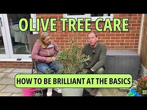Olive Tree Care | Back to Basics | Top Tips.