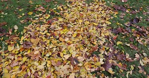 hornbeam trees in autumn, hornbeam in autumn in cloudy weather